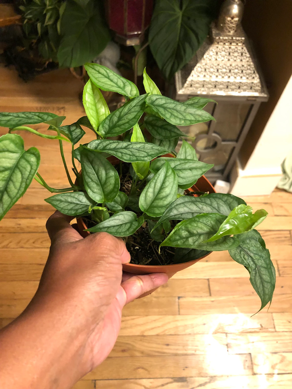 monstera siltepecana