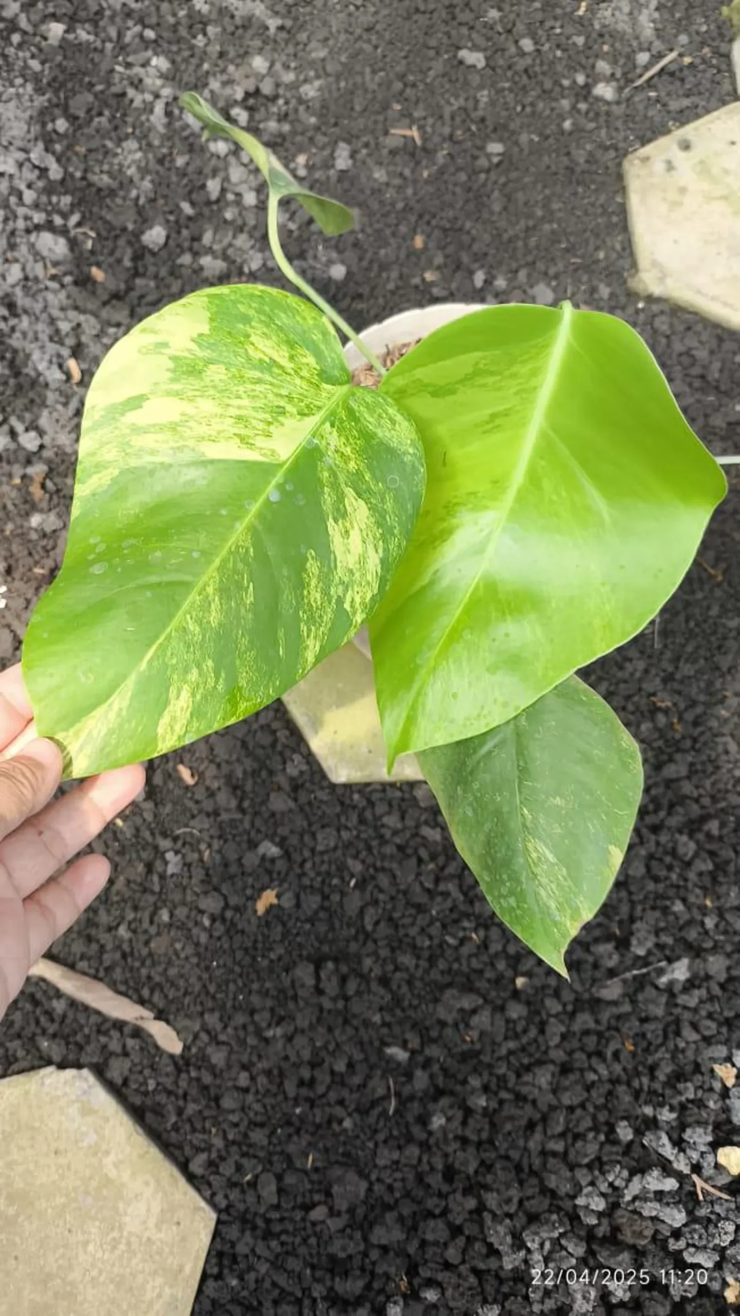 Monstera Aurea Variegated