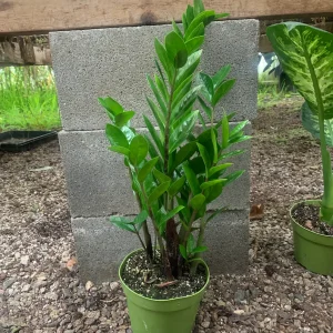 ZZ Plant – Zamioculcas